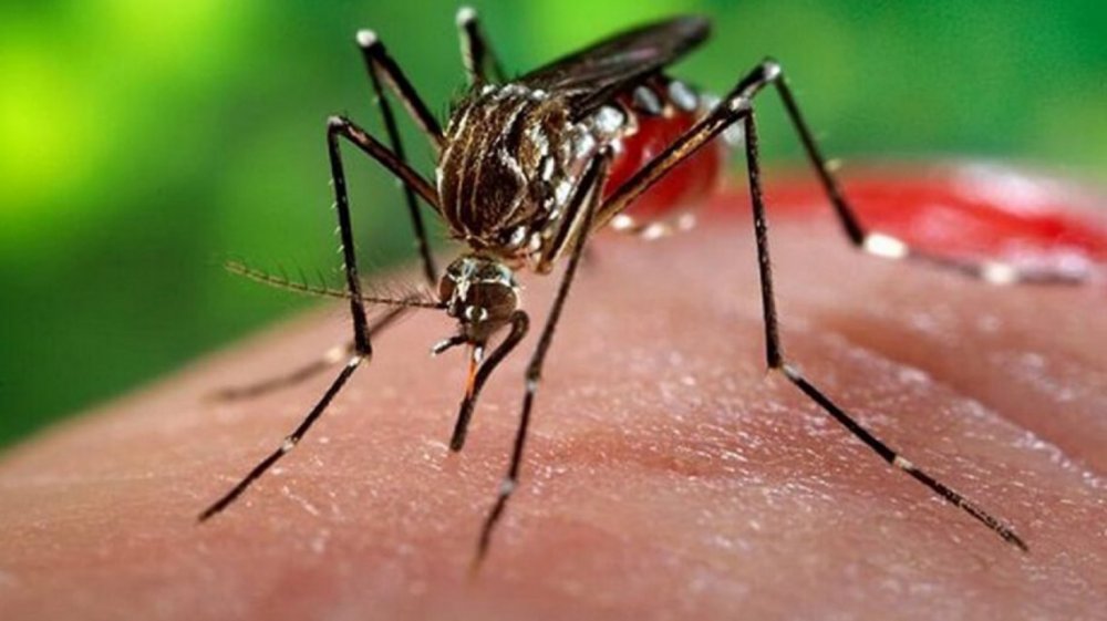 Dengue: la epidemia invisible