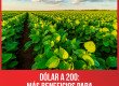 Dólar a 200: más beneficios para los grandes terratenientes